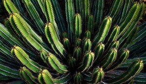 biodiversity